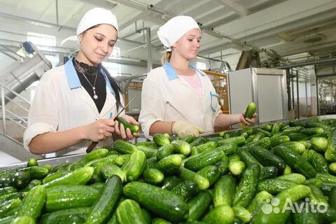 Фасовщицы овощей/ ежедневные выплаты