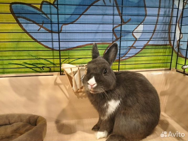 Мини карликовый кролик