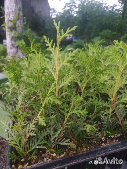 Туя брабант