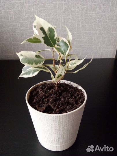 Фикус Бенджамина Твайлайт, Кинки, Микрокарпа