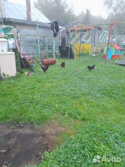 Петухи-Куры на племя