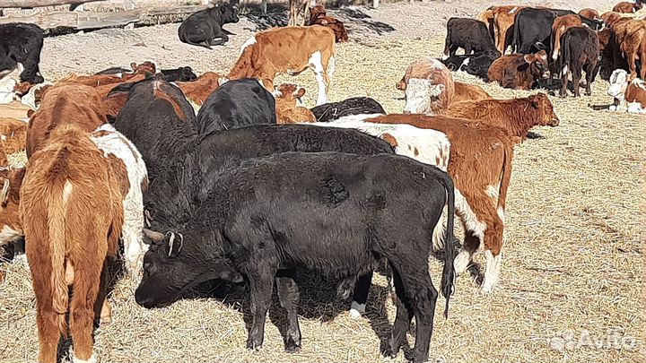 Бычки и быки на продажу
