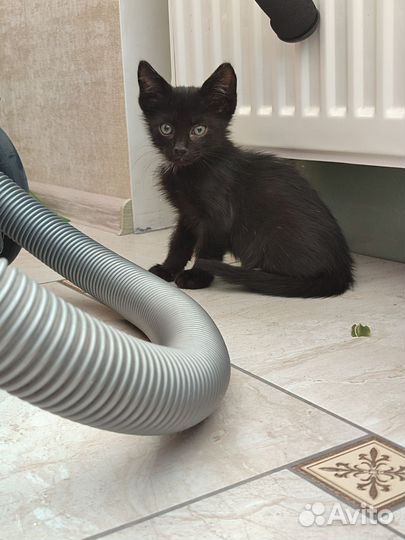 Чёрный котёнок мальчик