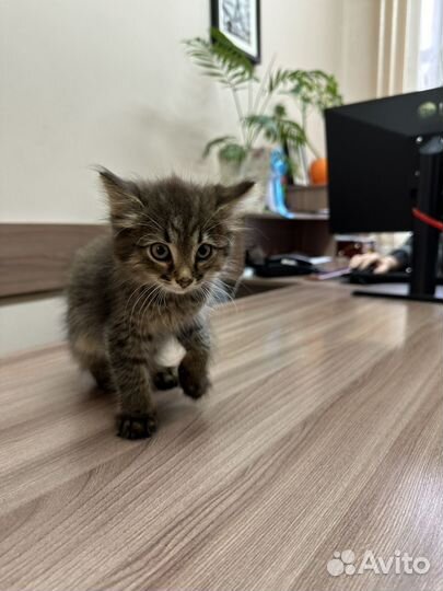 Котенок