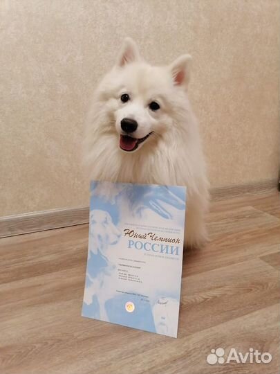 Японский шпиц вязка