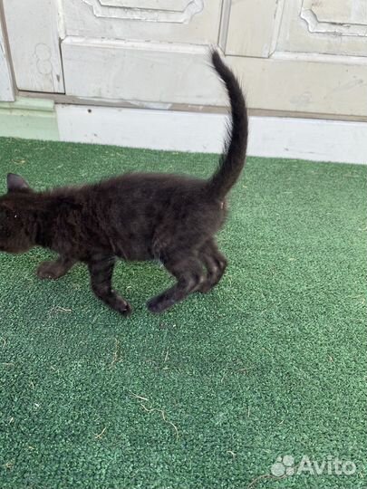 Котенок меланистик