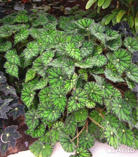 Бегония Тигровая (Бауэра)