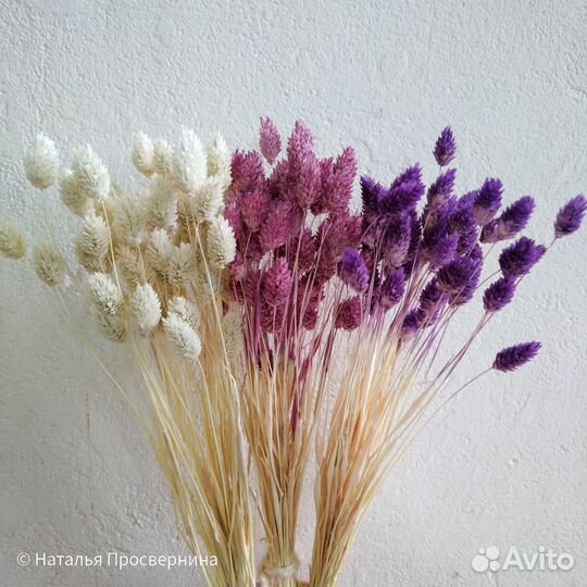 Фалярис сухоцветы для букетов. Канареечник