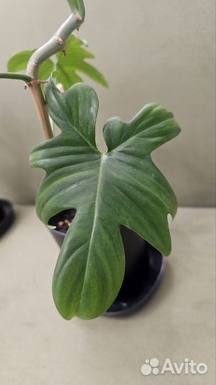 Филодендрон