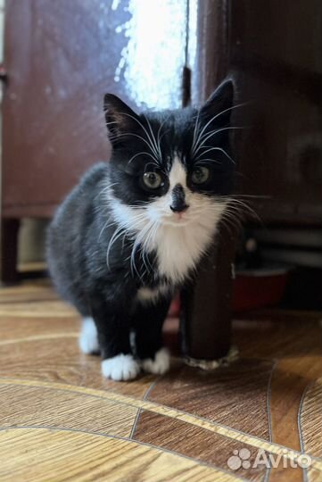 Котята бесплатно