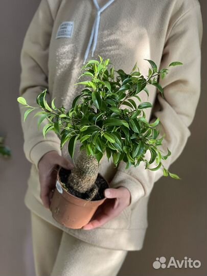 Фикус бенджамина наташа джут d12