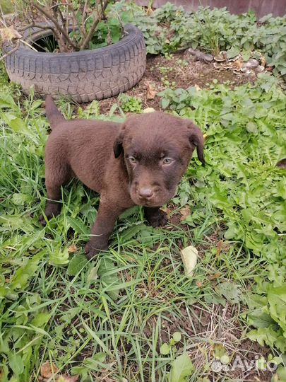 Прогулки с лабродором, общение с щенками