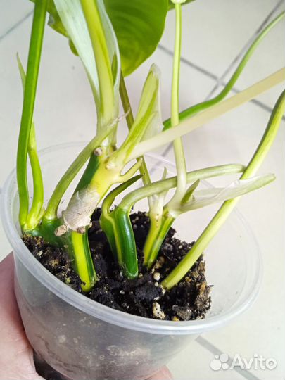 Филодендроны