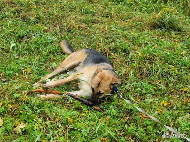 Собака в добрые руки