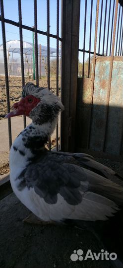 Молодые петухи и молодой индоутак