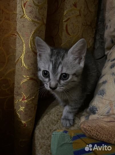 Кошка шотландская прямоухая