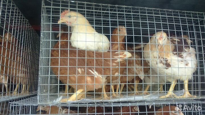 Курочки несушки молодки живые