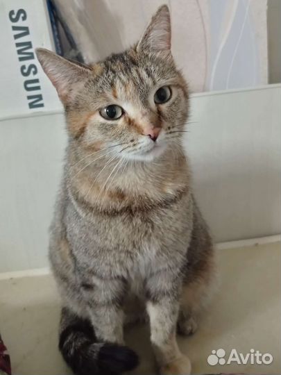 Отдам бесплатно кошку