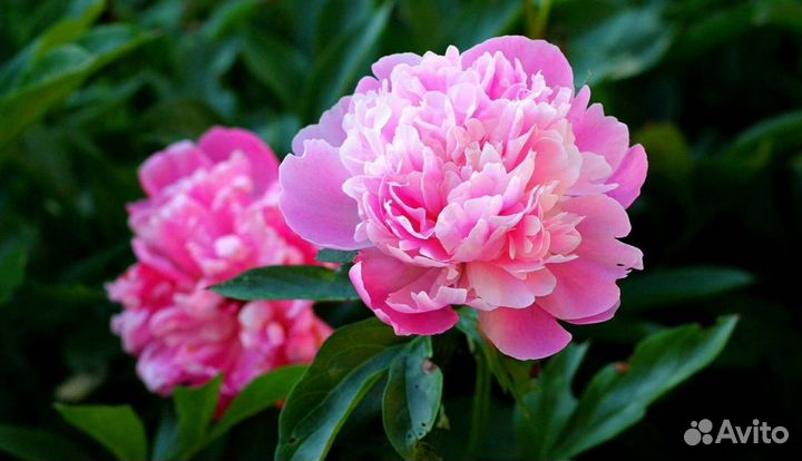 Цветы пиона