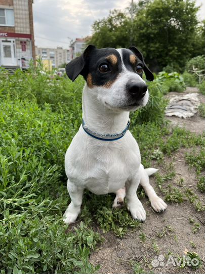 Джек рассел терьер 4 года. Вязка