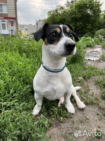 Джек рассел терьер 4 года. Вязка