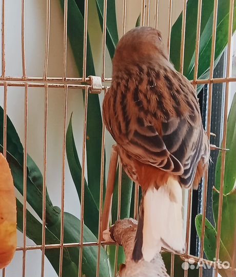 Канарейка кенар