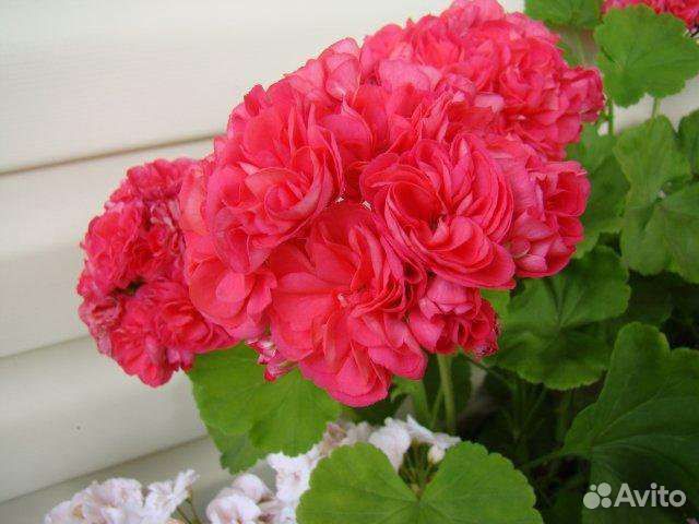 Пеларгония Kenny's Double