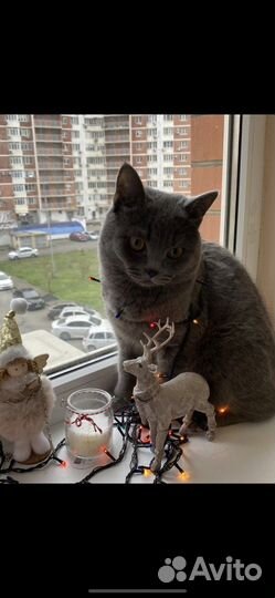 Британский кот