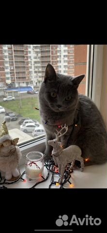 Британский кот