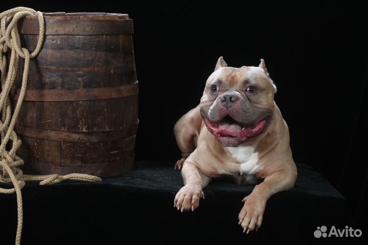Американский булли вязка