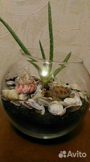 Флорариум с алоэ вера