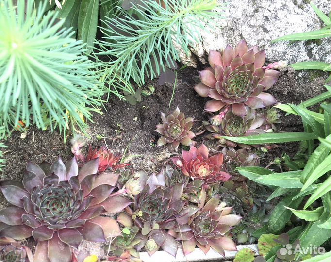 Молодило Sempervivum Rubin - каменная роза