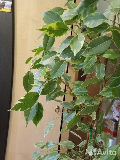 Фикус Бенджамина и сансевиерия Лоуренса