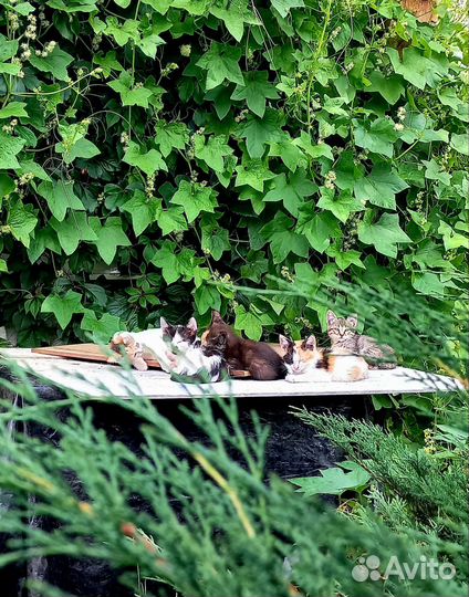 Крысоловы котята