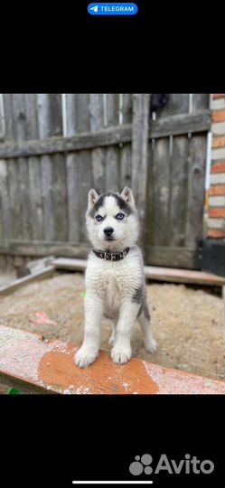 Щенки хаски