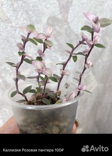 Суккуленты