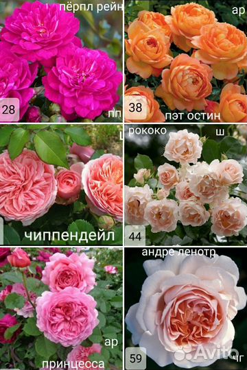 Розы 40 сортов