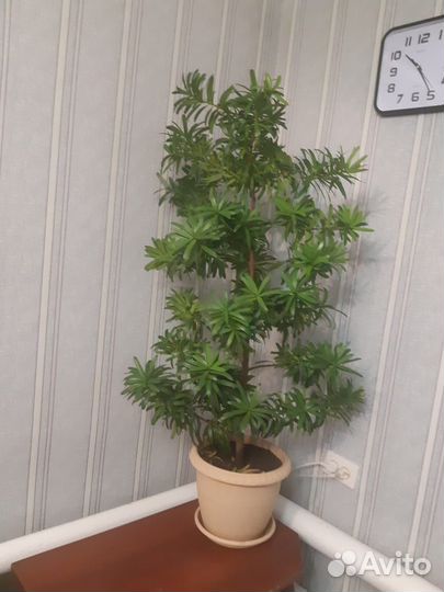 Подокарп круптнолистный