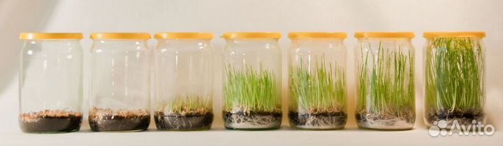 Пшеница. Зерно