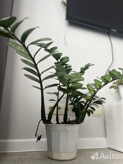 Замиокулькас цветущий, долларовое дерево