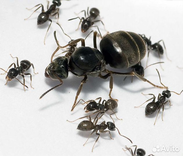 Чёрный садовый муравей (lasius niger ) 2 матки