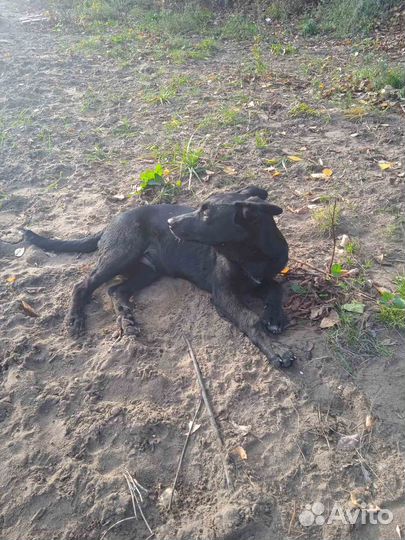 Метис немецкой овчарки