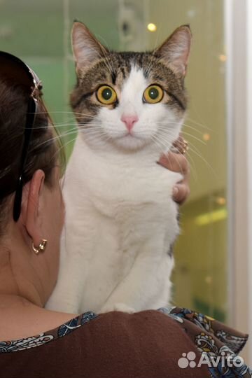 Кошка в добрые руки