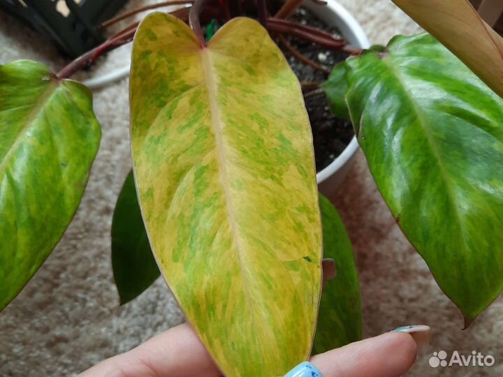 Филодендрон Расписная леди или Медуза