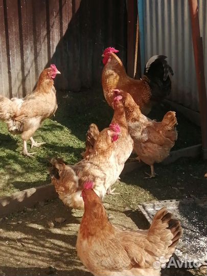 Инкубационное яйцо Царскосельской породы кур