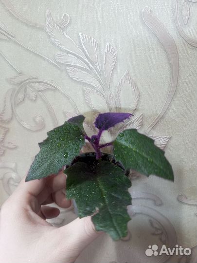 Хамедорея, фикус