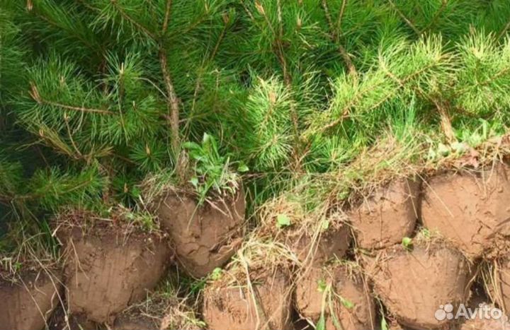 Саженцы сосны