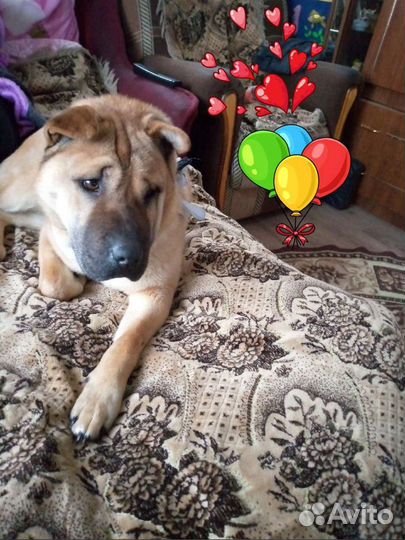 Собака в добрые руки