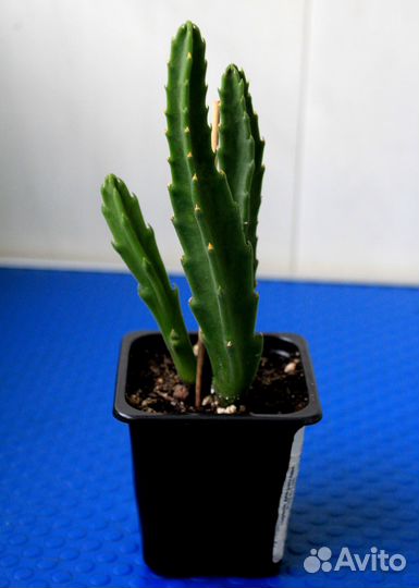 Стапелия крупноцветковая (Stapelia grandiflora)