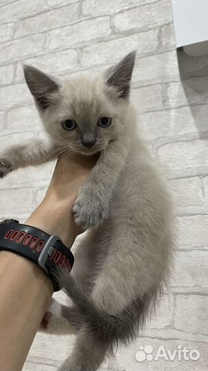 Котята в добрые руки бесплатно